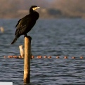 Restaurant Chez Milou Serignan plage , un cormoran 