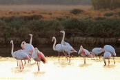 Restaurant Chez Milou Serignan plage des oiseaux de toutes les couleurs